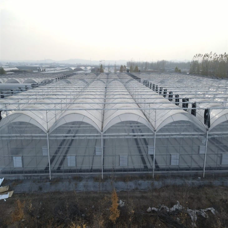 Multi Tunnel Greenhouse factory